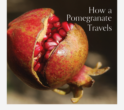 Ibulliance: How a Pomegranate Travels