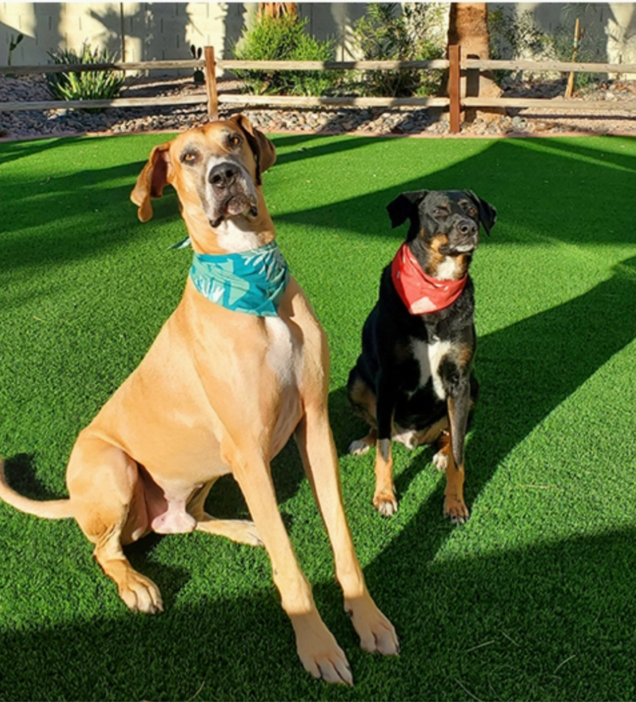 Pet Bandana